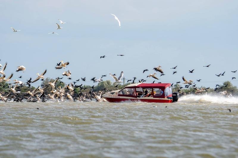  FOTO: Cruzime! O barcă intră în viteză într-un stol de pelicani din Delta Dunării