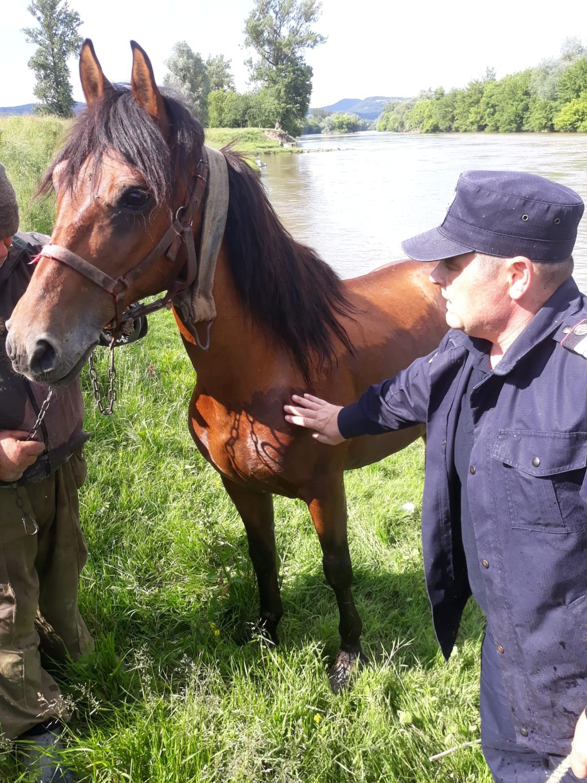  FOTO: Pompieri cu suflete mari. Au salvat un cal căzut în râul Mureș