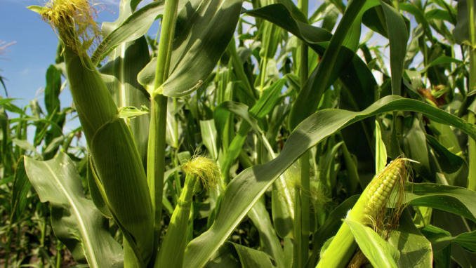  Se anunță un an agricol fără precedent în ultimele decenii. Ce spun specialiștii de la Agronomie?