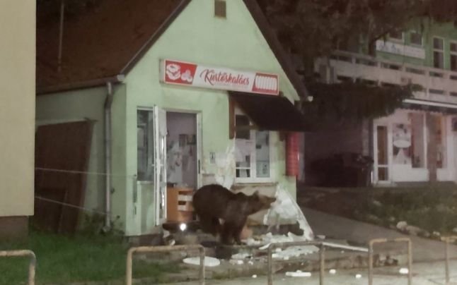  Urșii au coborât în Băile Tuşnad și au mers la pensiune și la magazin
