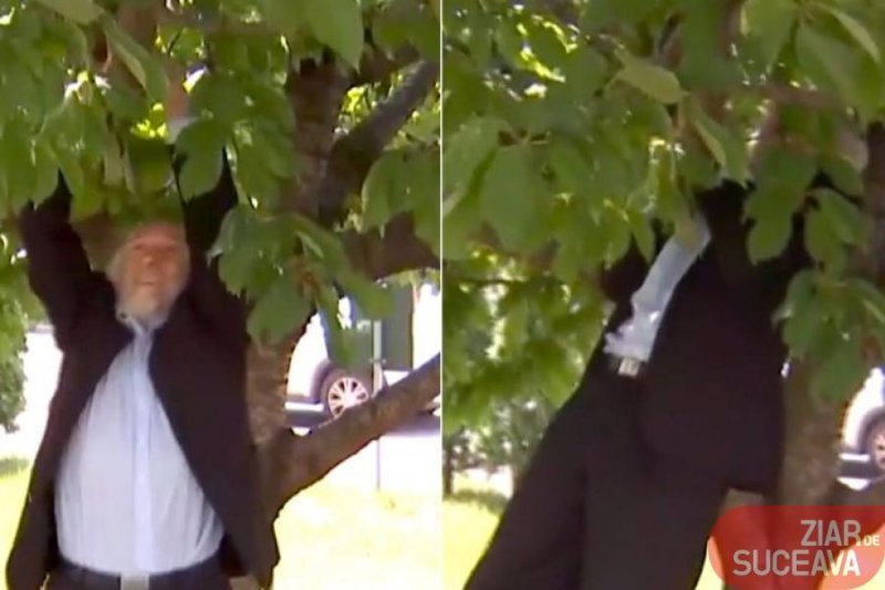  VIDEO Un senator AUR s-a urcat în cireșul Parlamentului să culeagă fructe