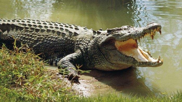  Bărbat devorat de crocodilii pe care obișnuia să-i hrănească cu câini
