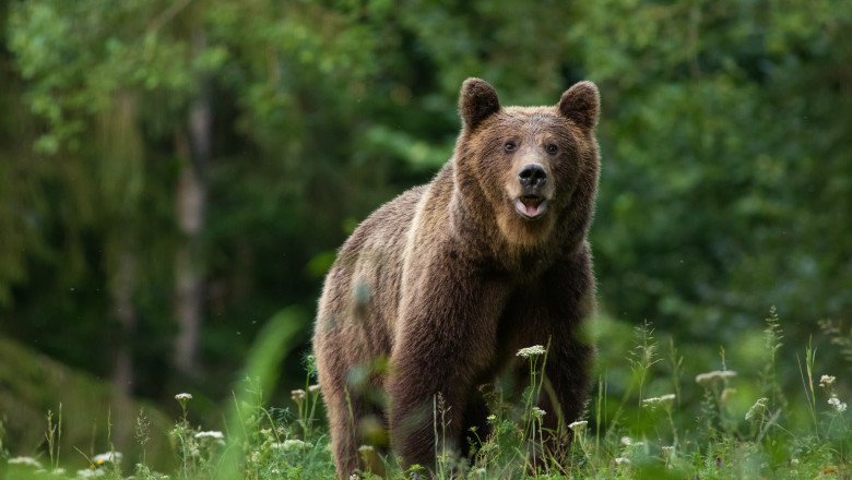  Vânătoarea de trofee în România, promovată pe site-urile externe:  „Inventăm un urs-problemă, veniți și îl împușcați”