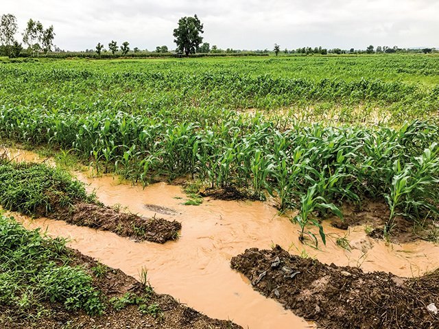  Fermierii se așteaptă la producții normale de cereale în ciuda ploilor sau secetei