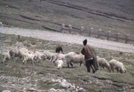  Un bărbat care avea oi la o stână a fost sfâşiat de câinii asmuţiţi de ciobani