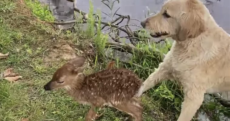  VIDEO Pui de căprioară salvat de la înec de un labrador