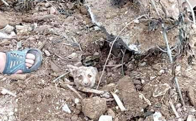  Imagini greu de privit: pui de cățel îngropat de viu la Suceava
