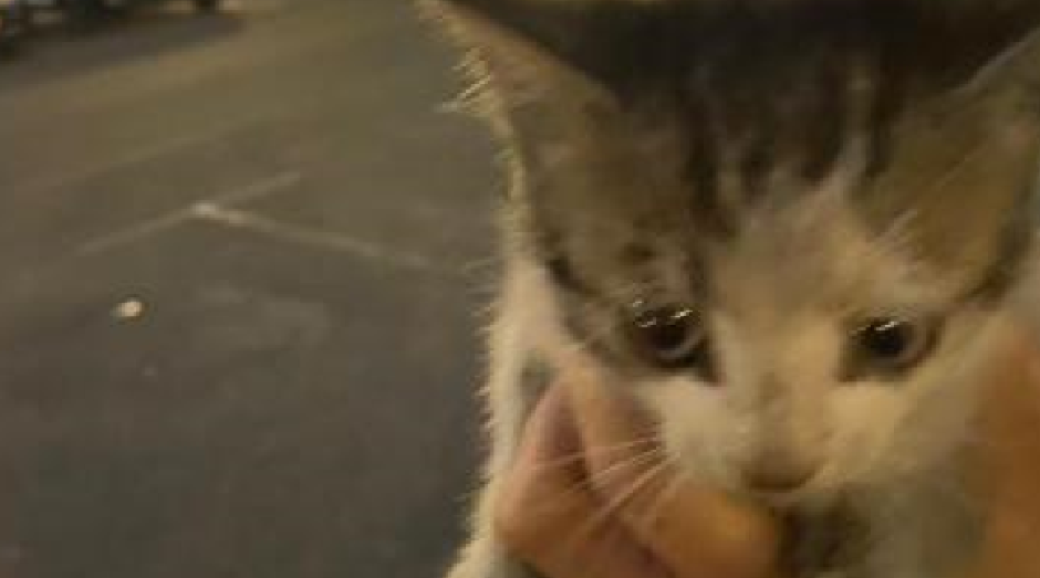  Mobilizare a clujenilor pentru salvarea unui pui de pisică după ce au fost refuzați de pompieri