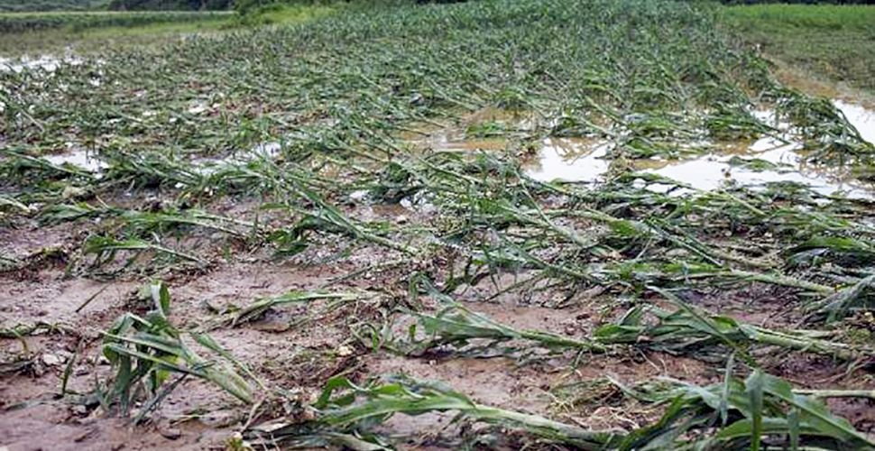  Ploile strică planurile fermierilor. Culturile record prognozate riscă să rămână un vis frumos