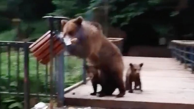  VIDEO Urși flămânzi, cu puii după ei, scotocesc gunoaiele din Slănic Moldova