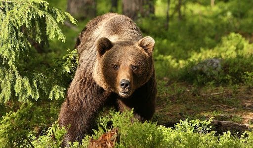  Ministrul Mediului a facilitat împușcarea urșilor, spunând că respectă Constituția