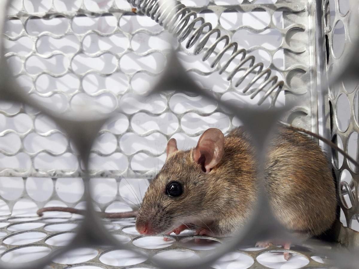  Caz rar la Parhon: infecție cu Hantavirus. Boală transmisă de șoareci sau șobolani