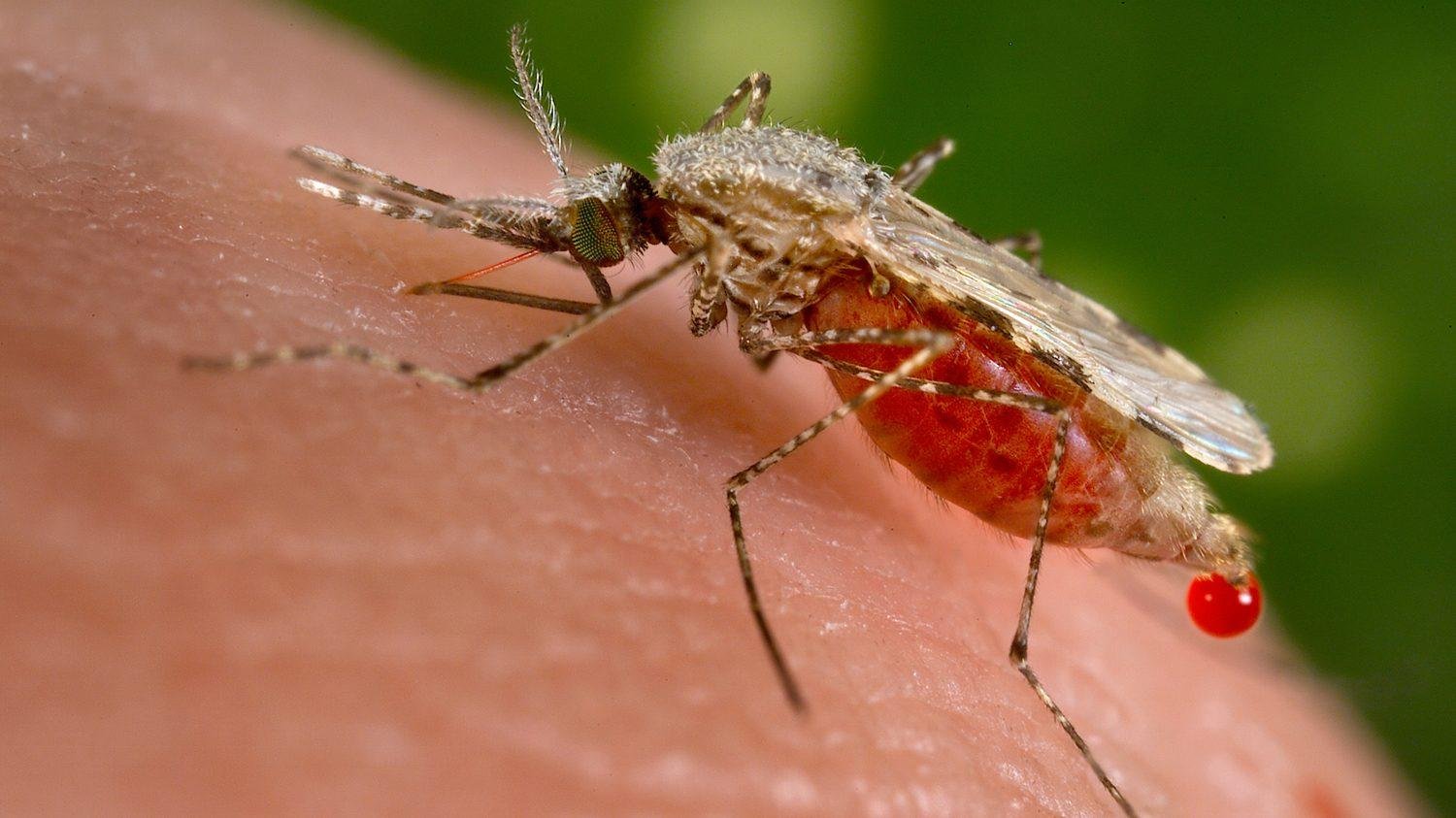  Ieşeanul care a venit acasă cu malarie din Africa îşi riscă viaţa din cauza unei mici scăpări