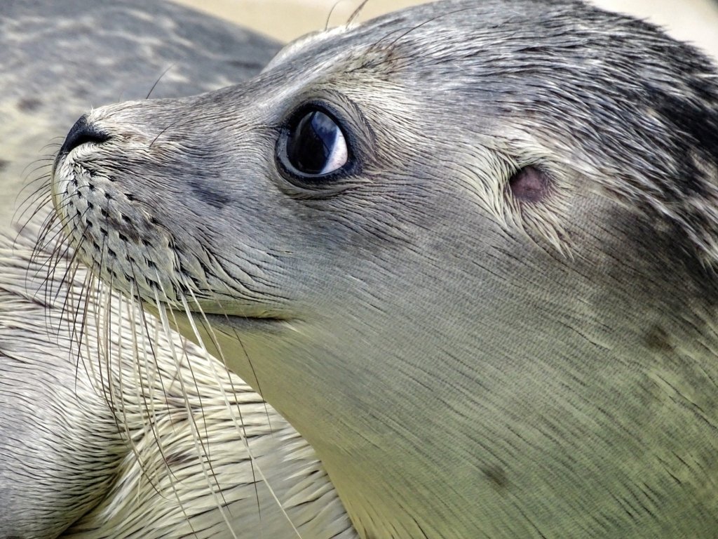  O focă-mascotă, Kostis, ucisă cu harponul. „Răutatea şi prostia umană nu au limite”!