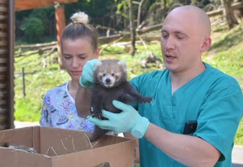  VIDEO Premieră în România. Doi pui de panda roşu s-au născut la grădina zoologică din Brașov
