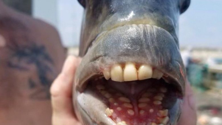  Un pește extrem de rar cu „dinți de om” a fost prins în Carolina de Nord
