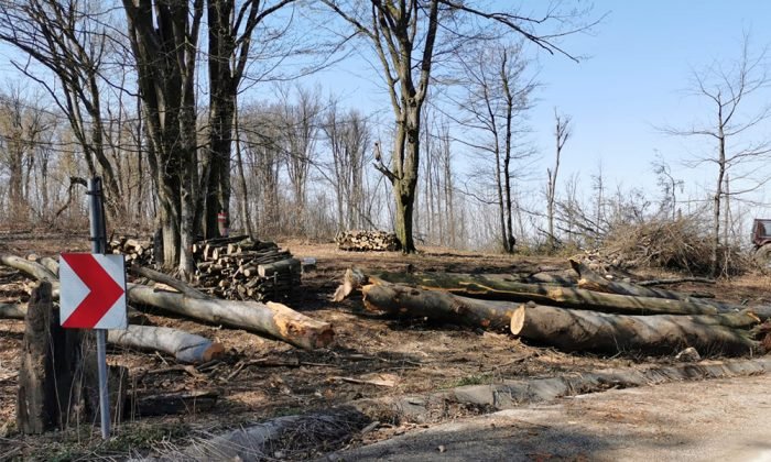  Cum explică Romsilva continuarea lucrărilor forestiere după ce instanţa a decis oprirea lor