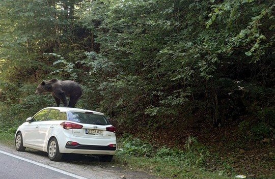  FOTO: Un urs s-a urcat pe o maşină, pe un traseu din Munţii Făgăraş
