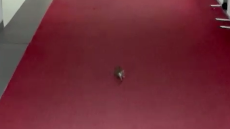  Un șobolan, surprins plimbându-se pe covorul roşu de la Ministerul Economiei