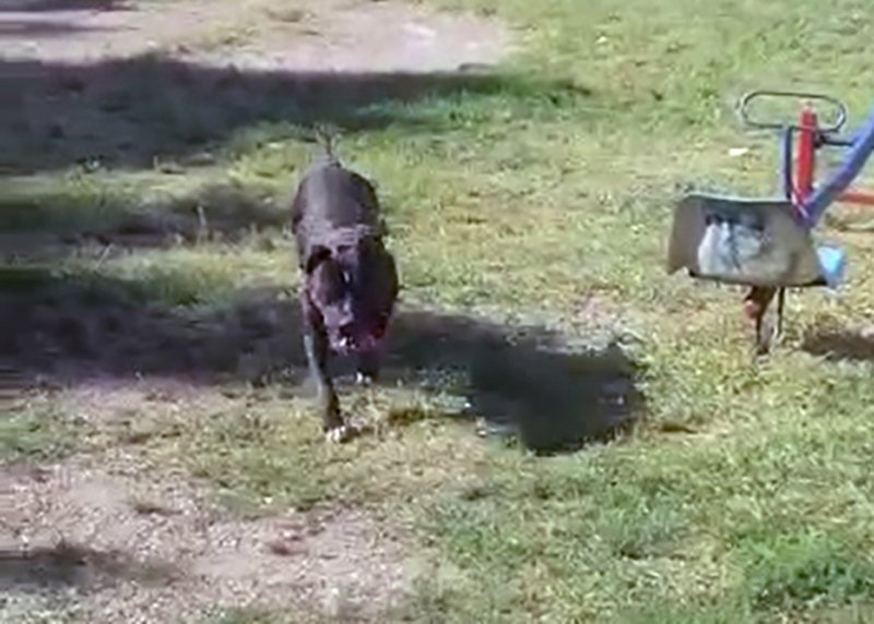  VIDEO Clipe de groază pentru o familie atacată de un câine de luptă scăpat din lesă