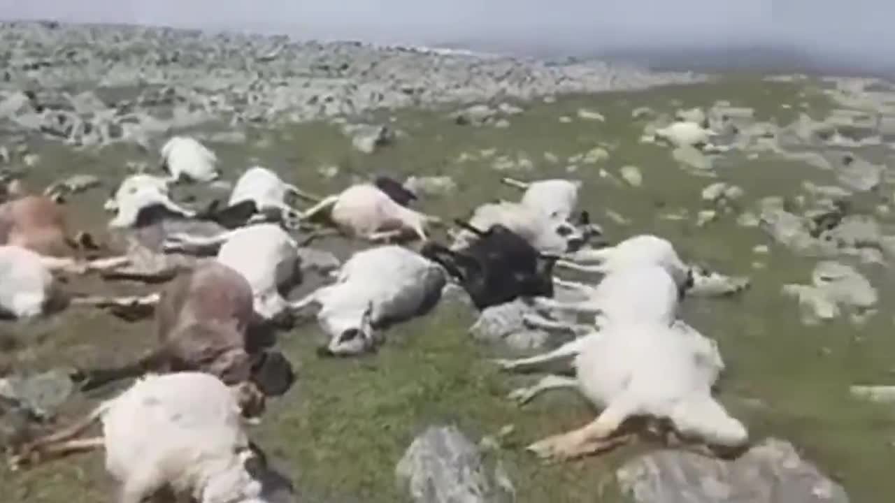  VIDEO Coșmarul unui cioban. A găsit 550 de oi moarte pe munte, lovite de fulger