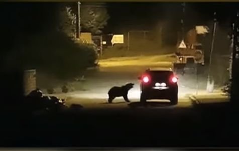  (VIDEO) O ursoaică şi trei pui au atacat o maşină, pe o stradă din Buşteni