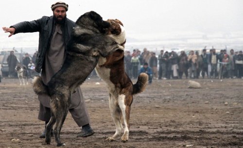  Londra se pregăteşte să evacueze… câini şi pisici din Kabul