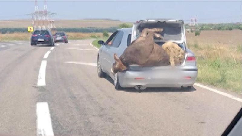  Șoselele României: un șofer transporta o vacă și o oaie în portbagaj