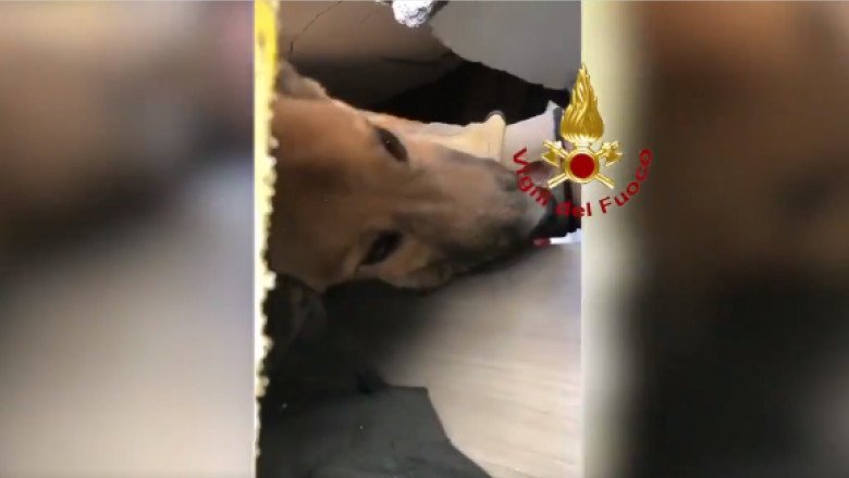  VIDEO Câine salvat de pompieri de sub dărâmături la 30 de ore de la explozia mortală a unui bloc din Torino