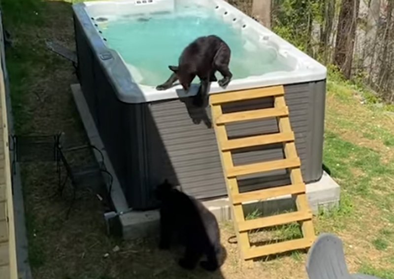  VIDEO VIRAL – O familie de urși se relaxează într-o piscină, la munte