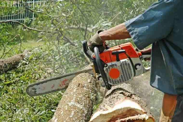  Cum poţi să ajungi după gratii când tai copaci din pădurea proprie