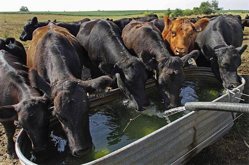  Primărie amendată pentru o acumulare de apă unde se adăpau animalele sătenilor