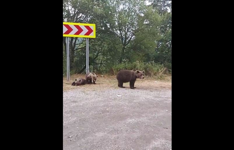  VIDEO: Diana Șoșoacă, întâlnire cu urșii pe munte. A devenit avocata lor!