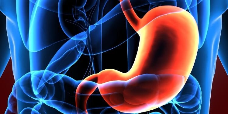  Care este rolul acidului gastric?