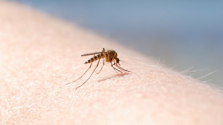  Dolj: Un bărbat a murit din cauza infecției cu virusul West Nile, transmis de țânțari