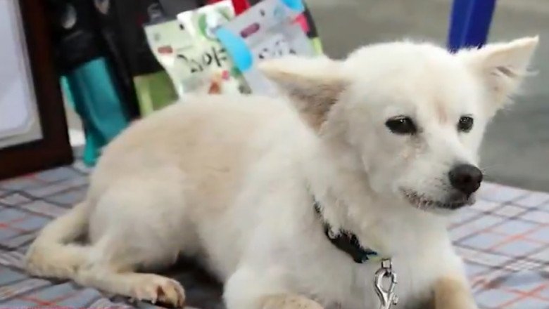  Povestea emoționantă a lui Baegku, câinele care și-a ținut în viață stăpâna 40 de ore