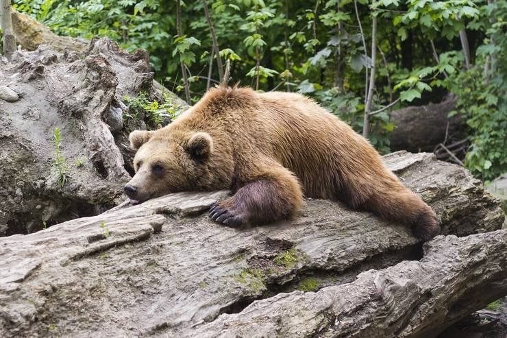  Ministrul maghiar al Mediului spune că moldovenii ucid urşii din Carpaţii Orientali