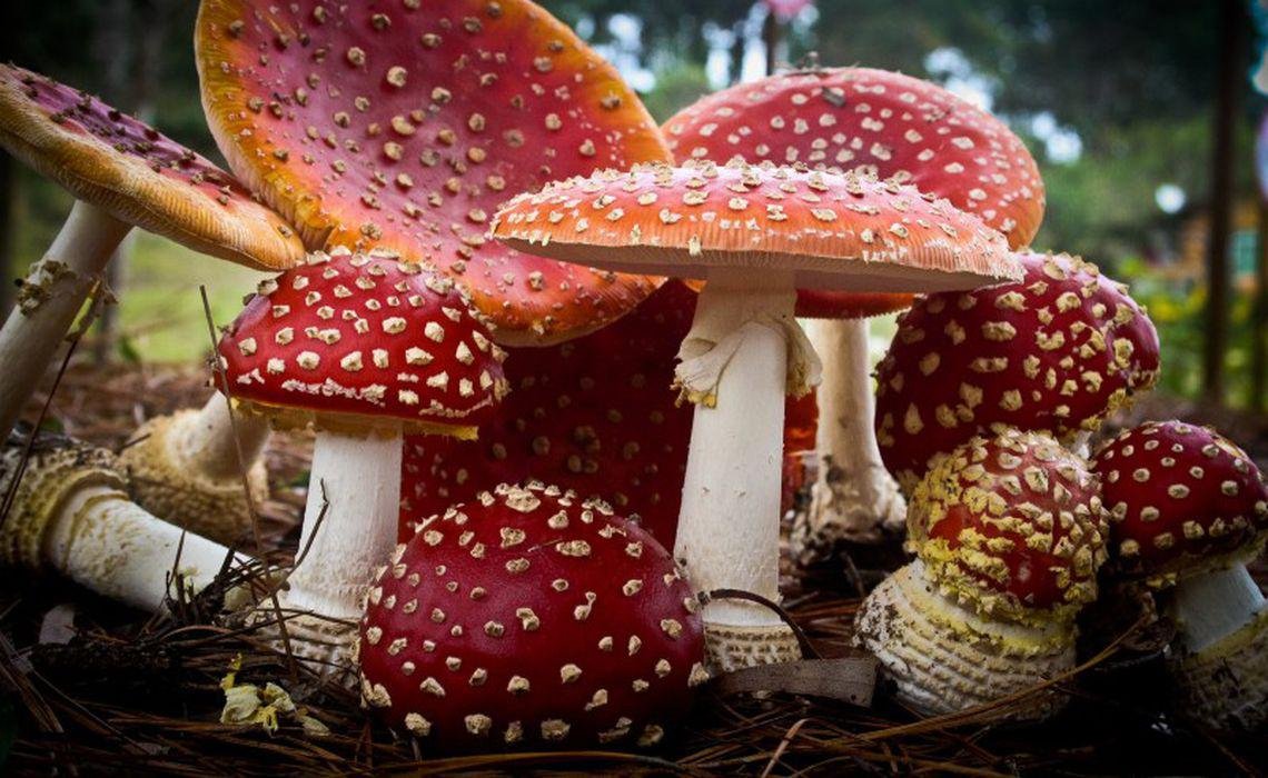  Apariţia ciupercilor de toamnă în pădure aduce şi primii intoxicaţi la spital