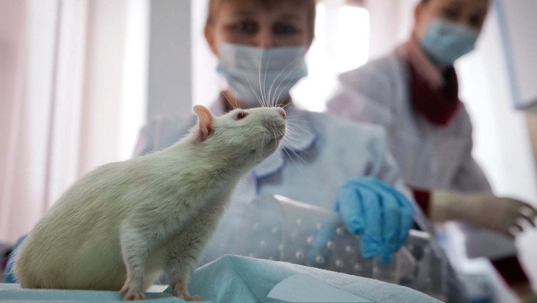  S-ar putea elimina experimentele pe animale în scopuri științifice