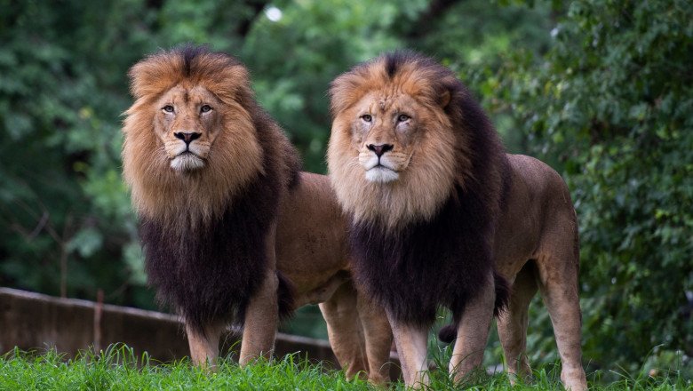  Şase lei şi trei tigri de la o grădină zoologică, testaţi pozitiv cu COVID