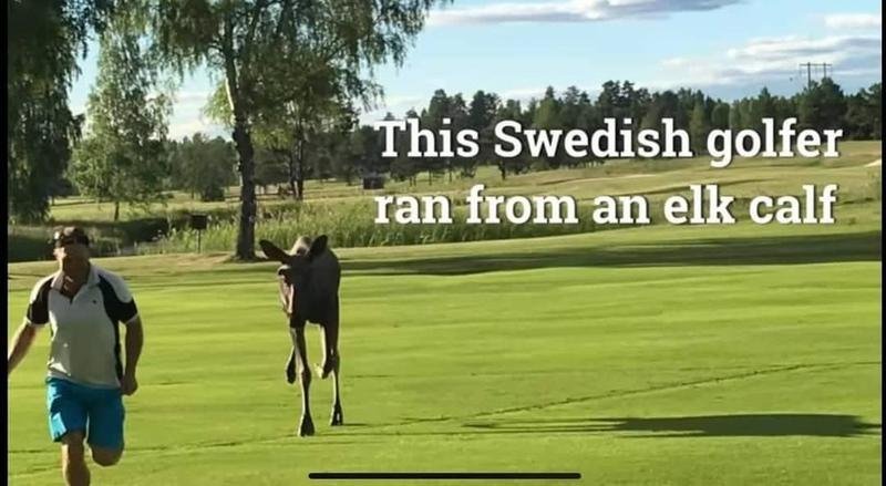  VIDEO: Golf? Reacția Ambasadei Suediei la recomandarea lui Iohannis