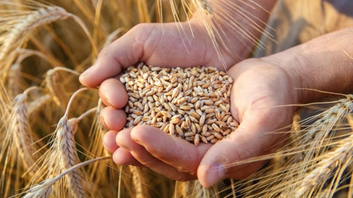  Ministerul Agriculturii: Congo vrea să importe cantităţi mari de cereale din România