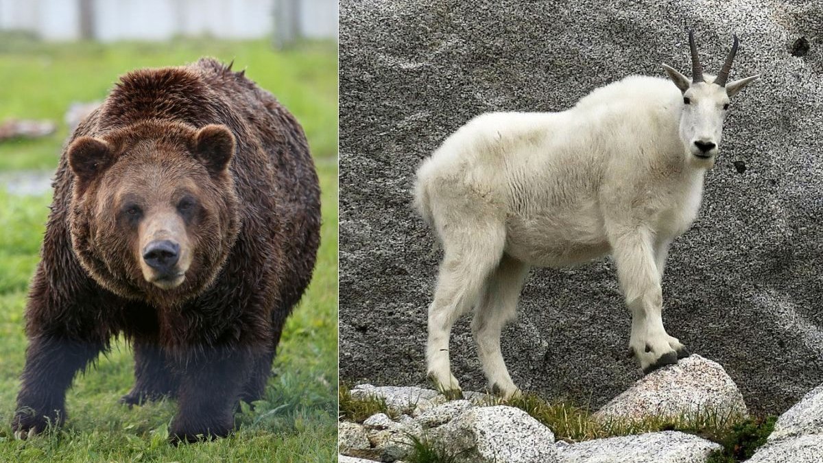  INEDIT. O capră a ucis un urs grizzly. A fost nevoie de o expertiză criminalistică pentru a afla cum s-a desfășurat lupta