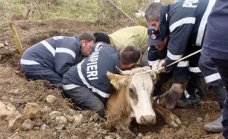  Misiune ISU în Iași: VACA. Animal căzut în canal, pe strada Tabacului