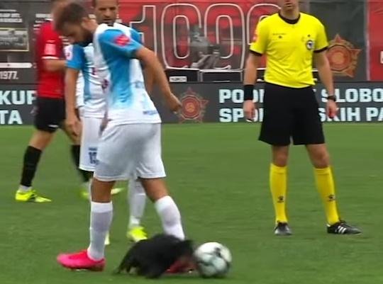  VIDEO: Un câine a intrat pe terenul de fotbal şi a dat mingea printre picioarele unui fotbalist
