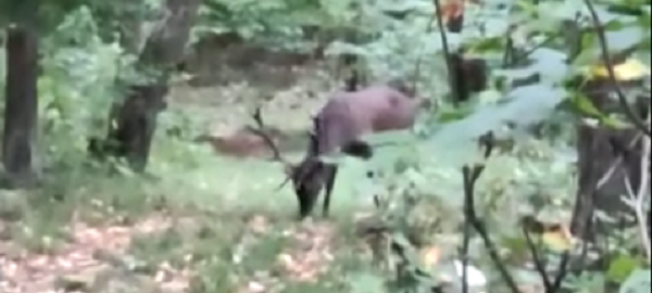  VIDEO: Cerb filmat într-o pădure din apropierea Iașului – Ocolul Silvic Dobrovăț