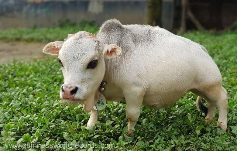  Rani, cea mai mică vacă din lume, a intrat postum în Guinness World Records