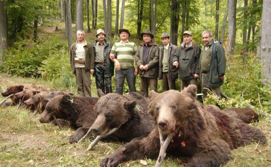  Ministrul Mediului a aprobat împuşcarea unor urşi din Argeş, Mureş şi Suceava