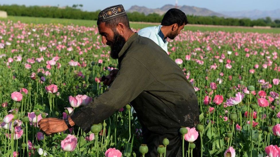  Preţul opiului din Afganistan s-a triplat după ce talibanii au preluat puterea