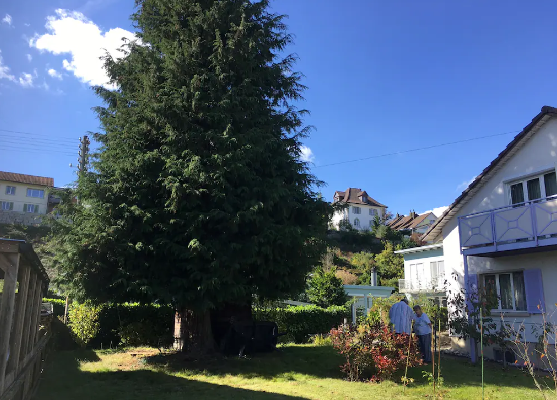  Un elvețian a obținut în instanță tăierea copacului vecinei. Femeia de 82 de ani plânge